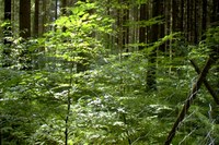 Woodlands in Europe: more tree species, more benefits