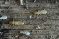 Scientists Unravel First Termite Genome