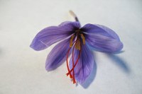 Unraveling the chemical mystery of saffron