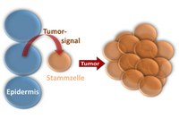 Tumor induction from a distance