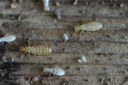 The Social Evolution of Termites