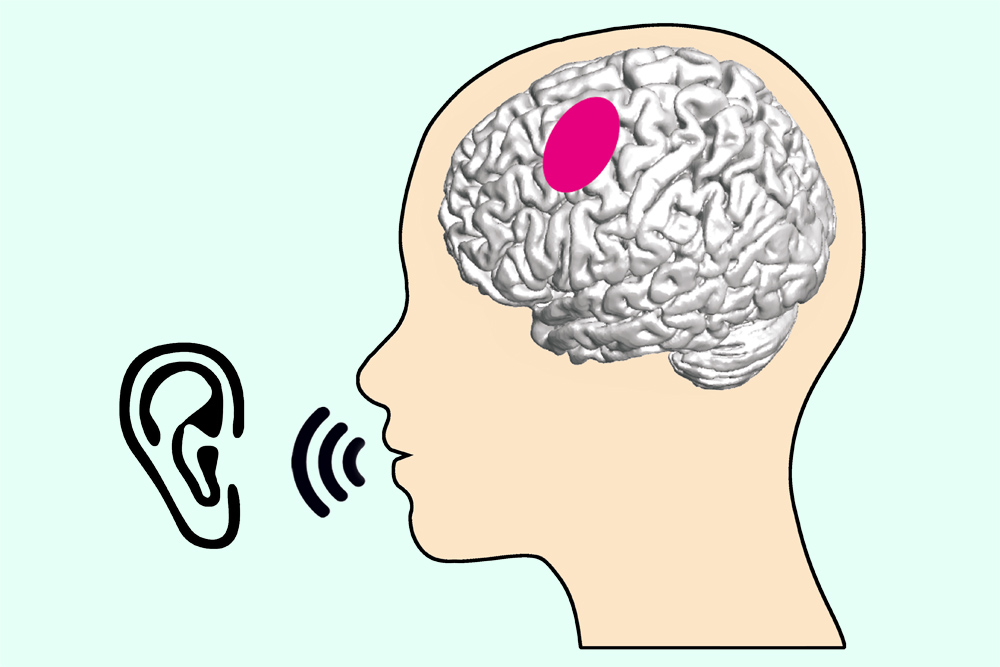 What articulation-relevant brain regions do when we listen