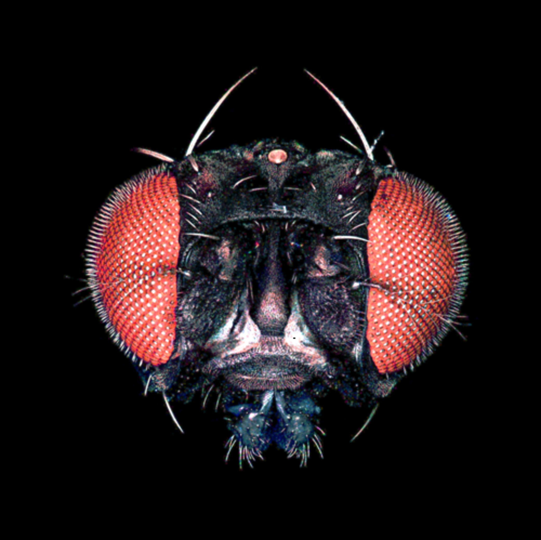 How insects detect color